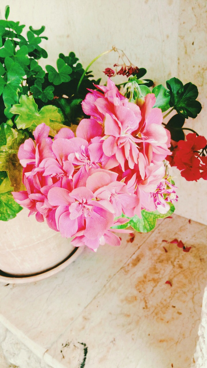 flowers everywhere