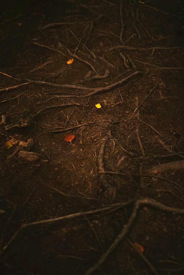 Roots