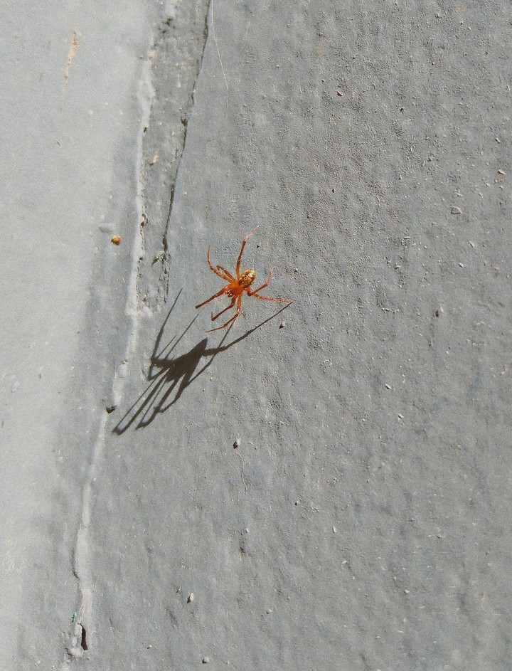 spider
