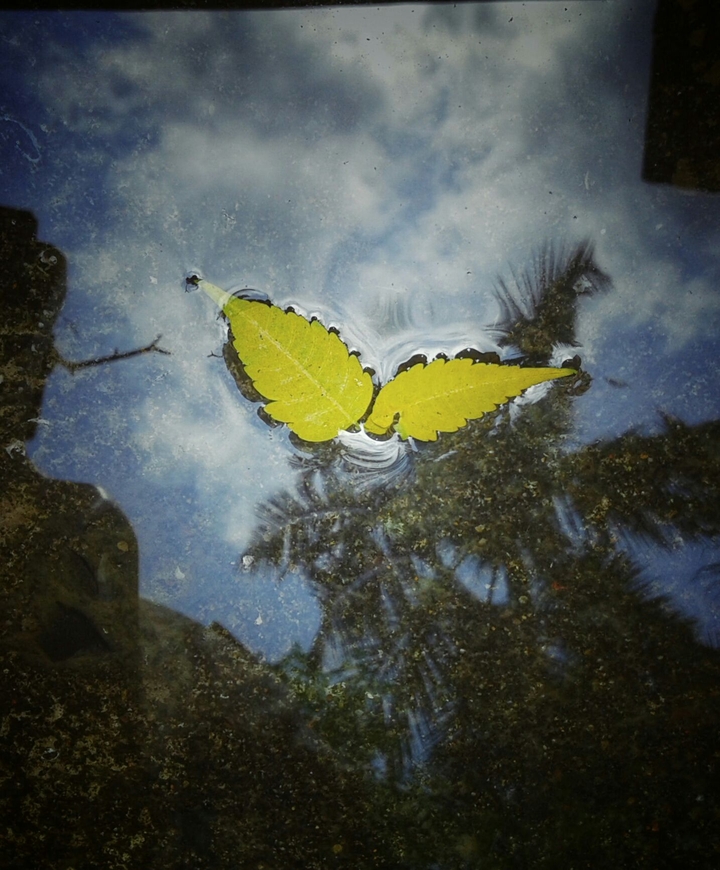 Leaf