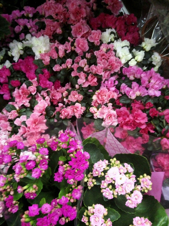 Flowers))