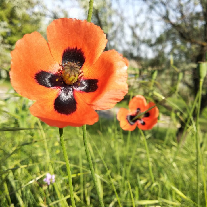 poppy flower#2