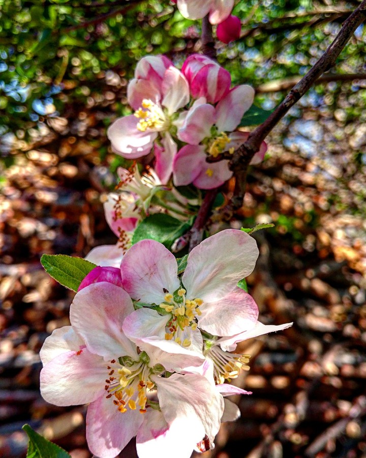flowers