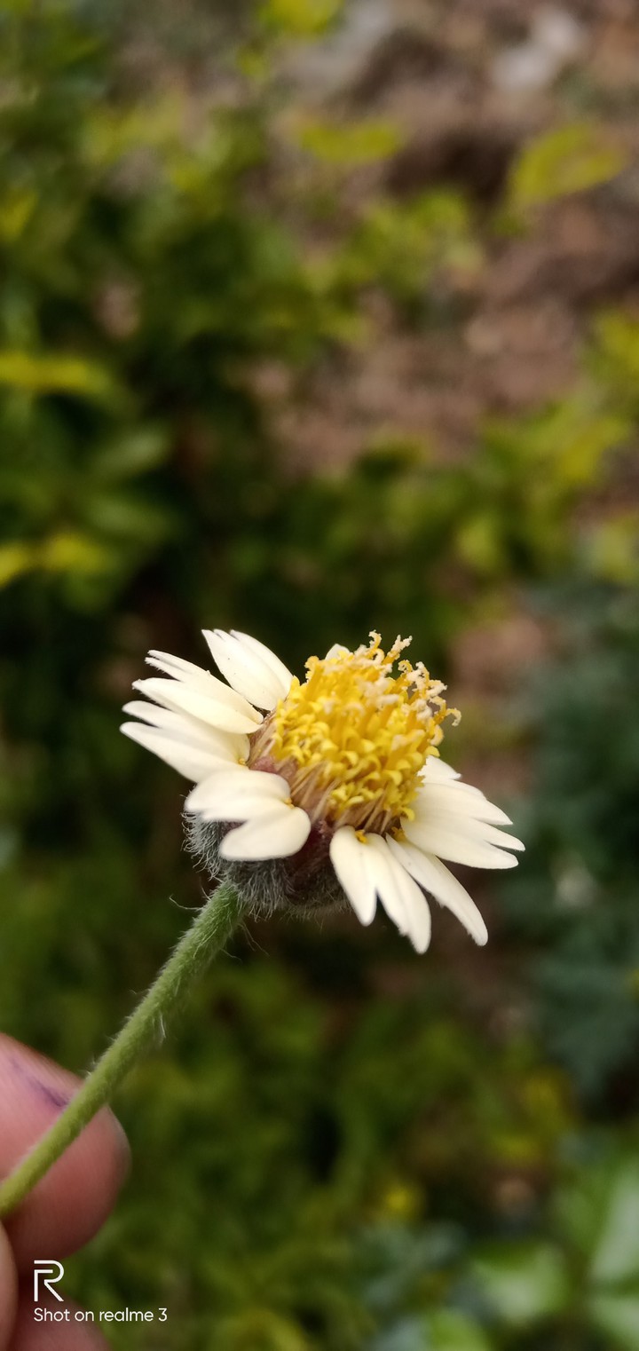 flowers ?