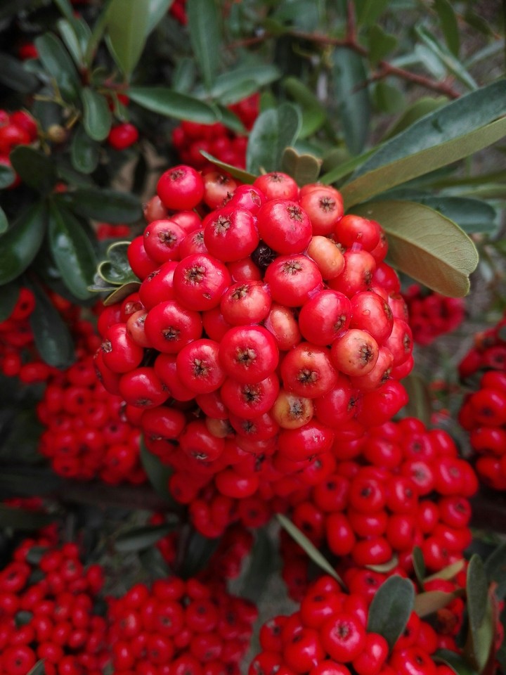 berries