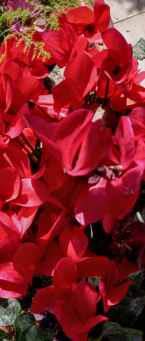 groundcover, wallpaper वॉलपेपर