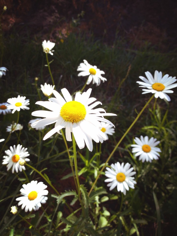 Chamomile