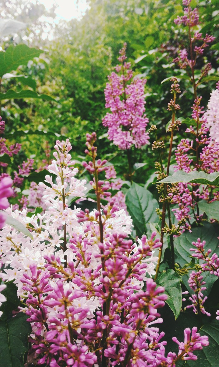 my gardens flowers