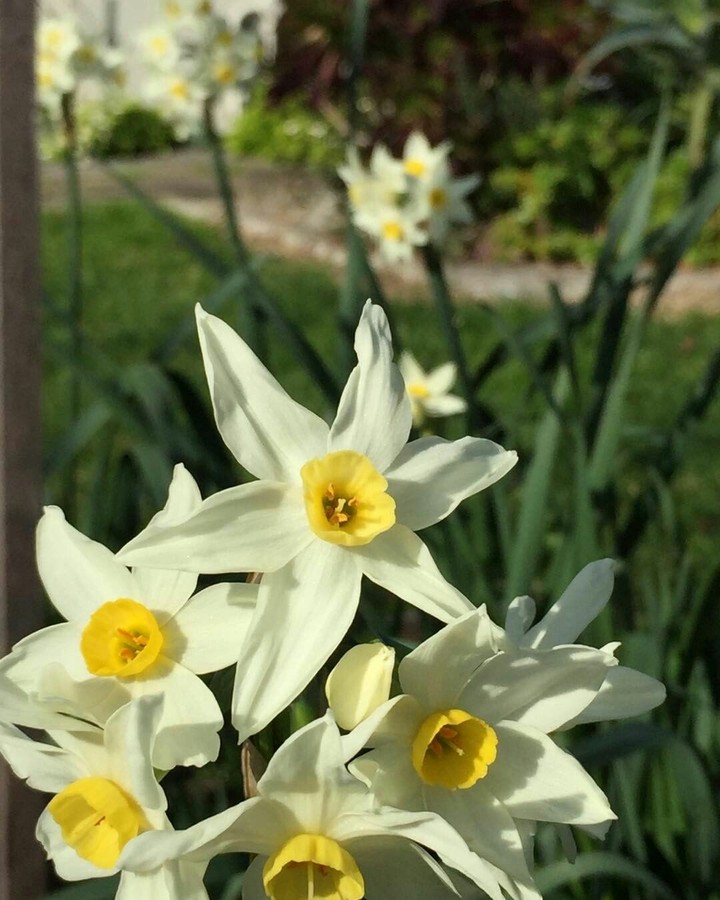 narcis flower