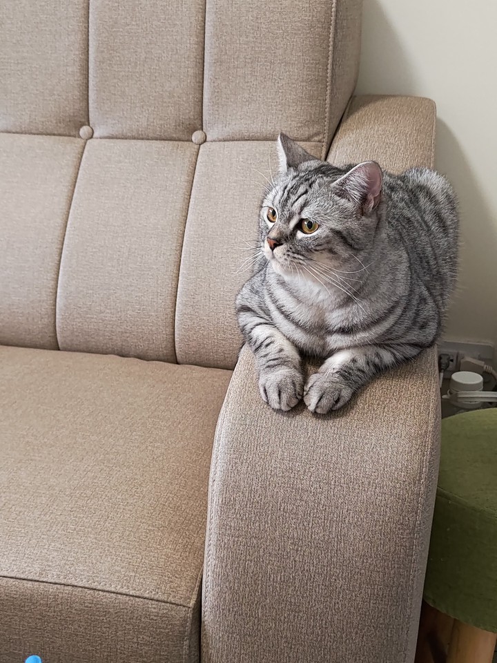cat