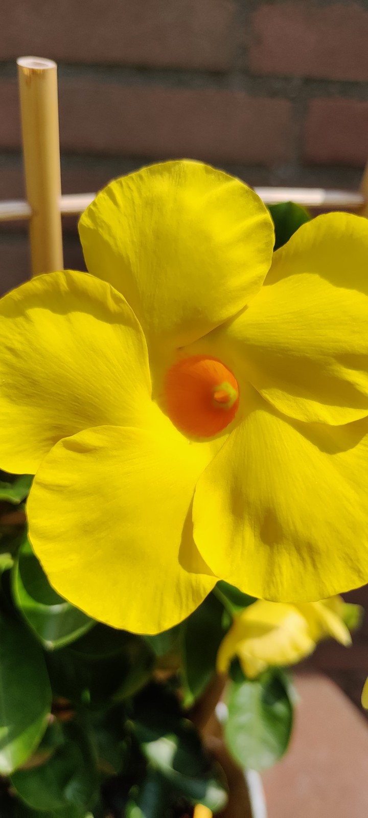yellow flower
