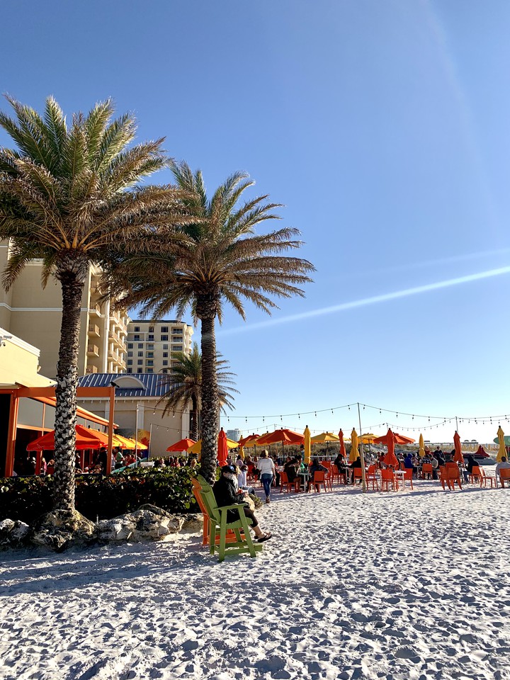 palm trees