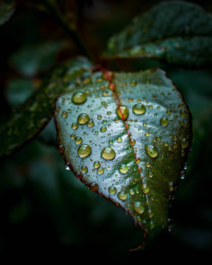 Drop