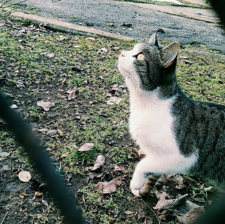 Котик,  cat,  meow,  Nya,  ня!!