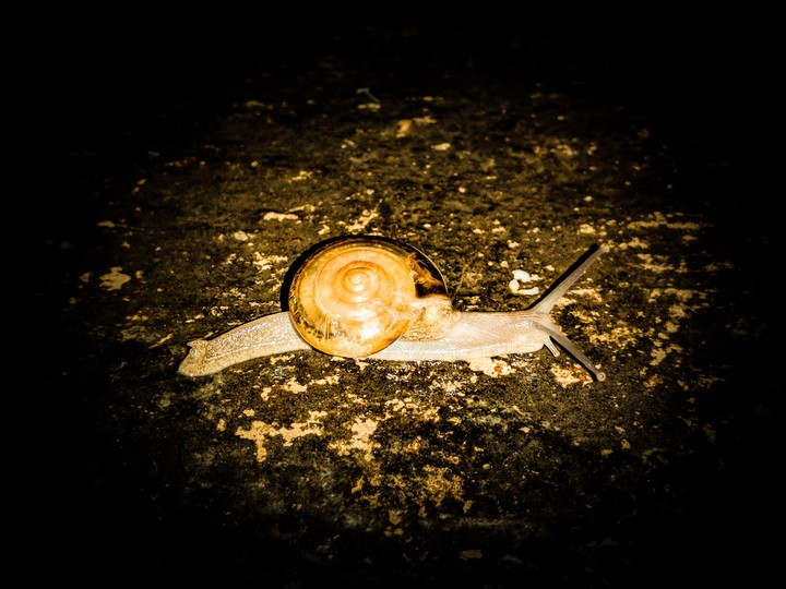 Snail