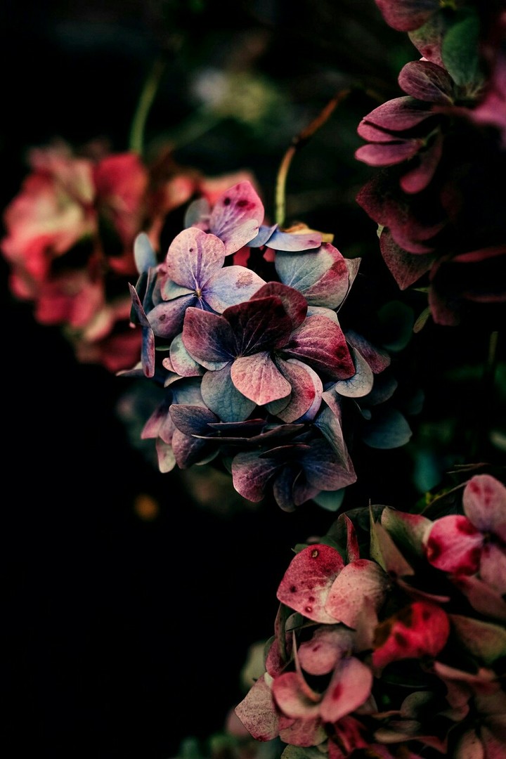 flowers 1