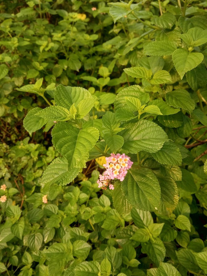 leaf