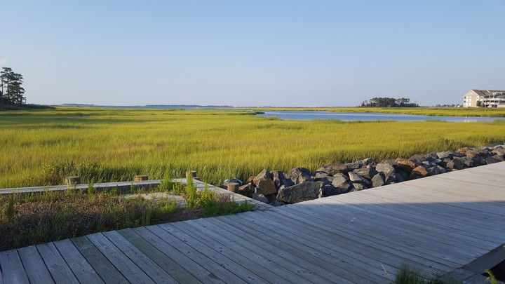 Indian River Bay and marsh