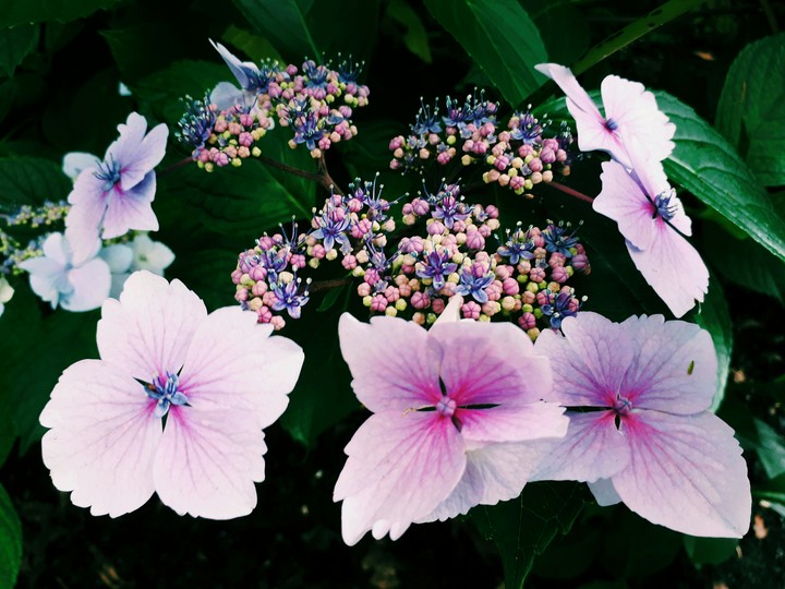 Budding Hydrangea
