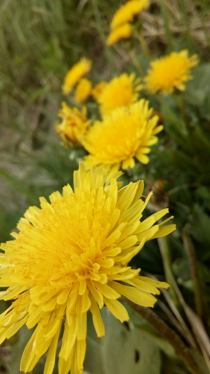 flowers