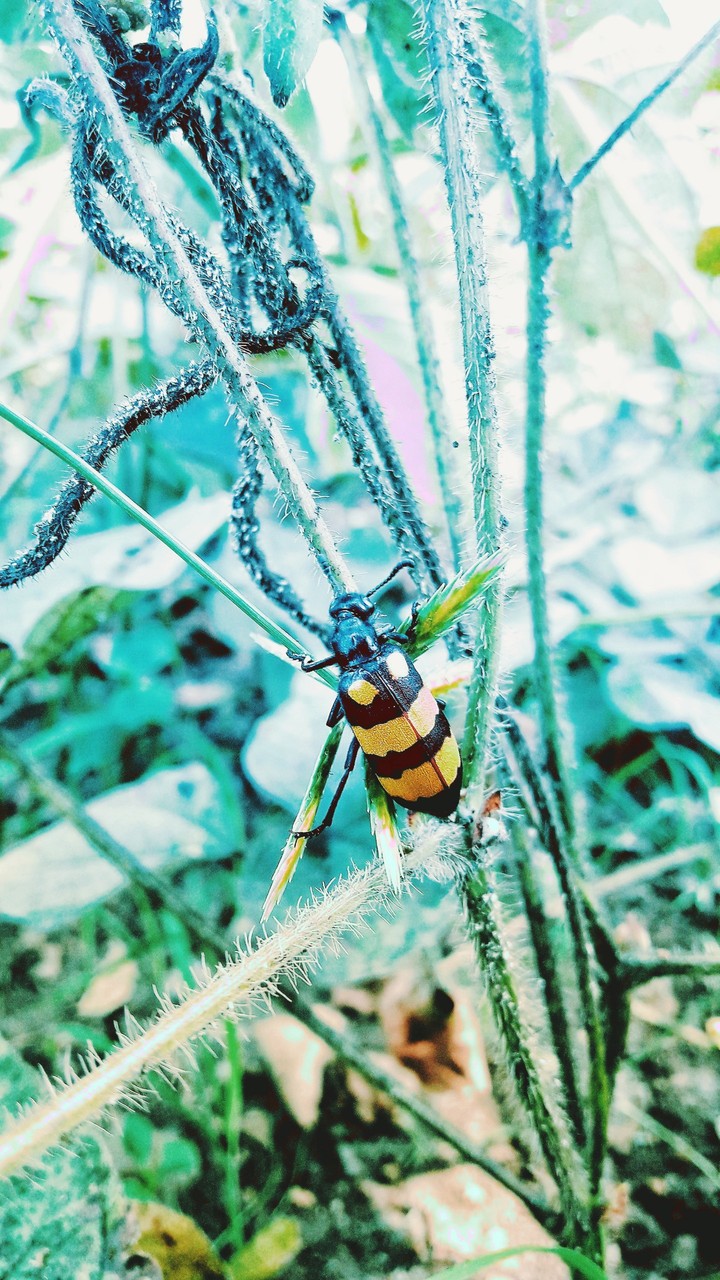 insect