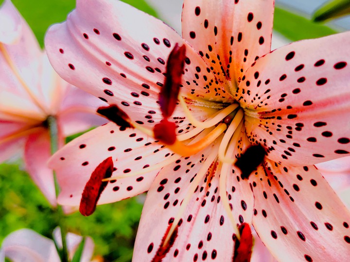 lily