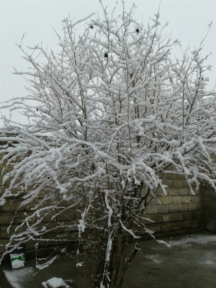 tree in the winter