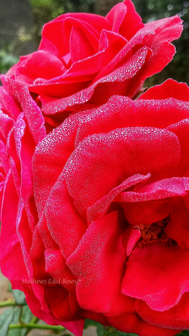rose red dew love