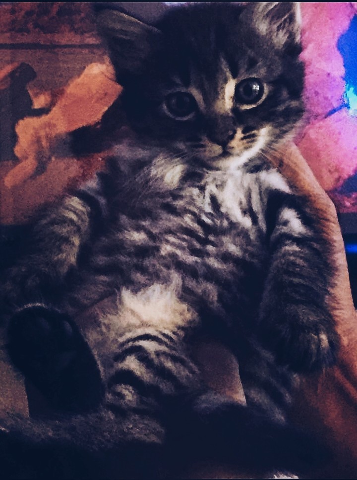 Mon petit Chaton