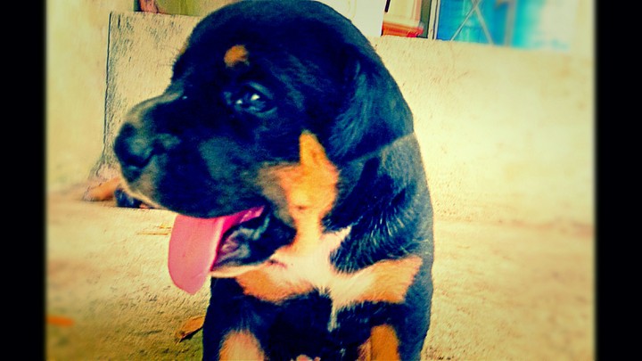 Doge #2