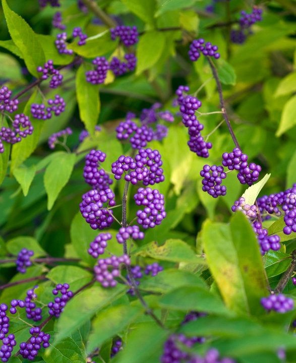 Berry