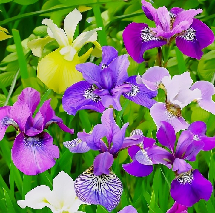 Irises ❤️