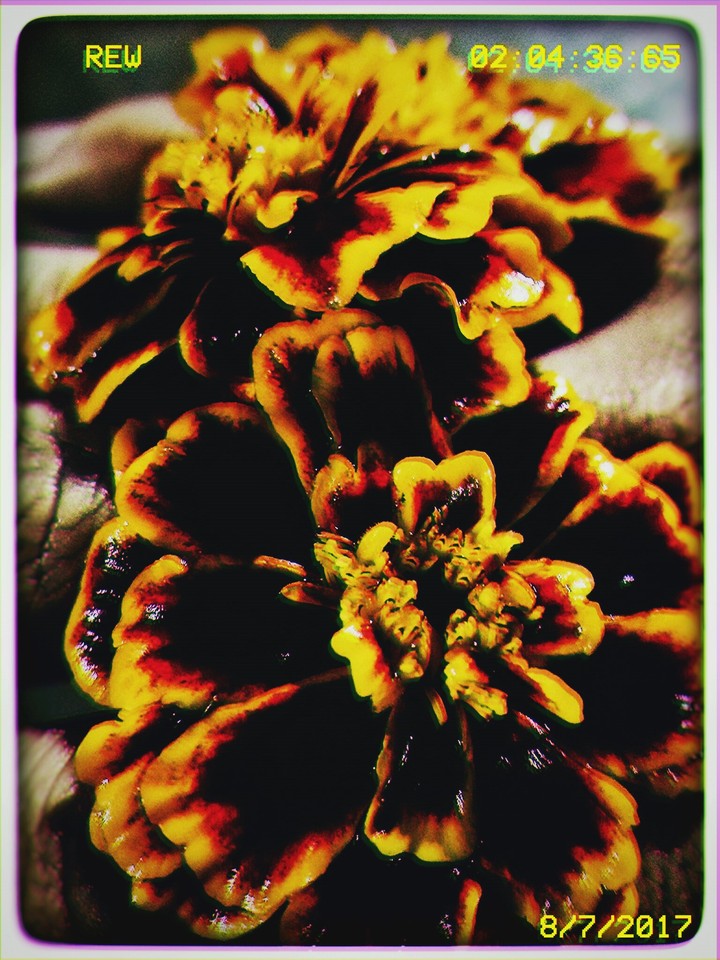 Flower