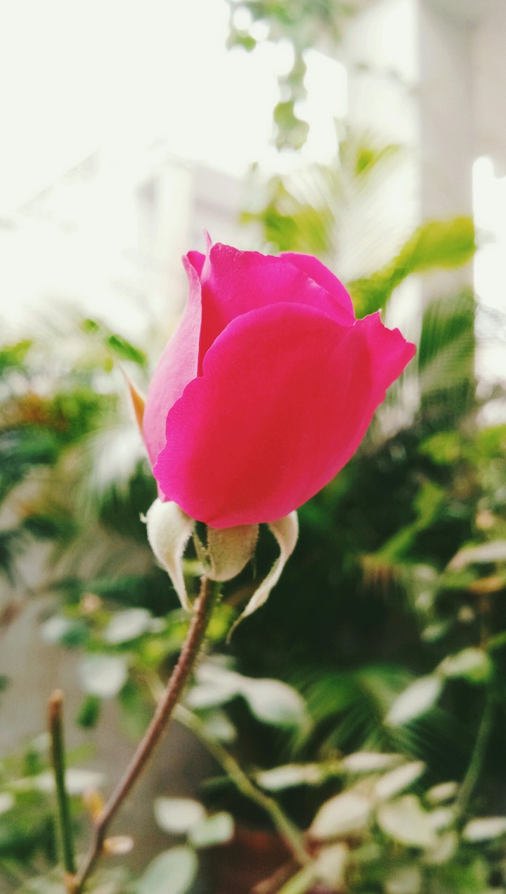 rose