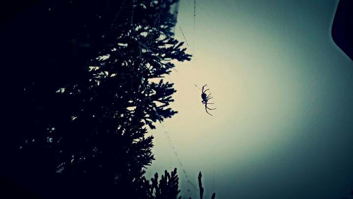 spider