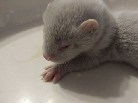 fur, Ear duvar kağıtları