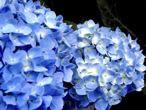 тапети violet, petal