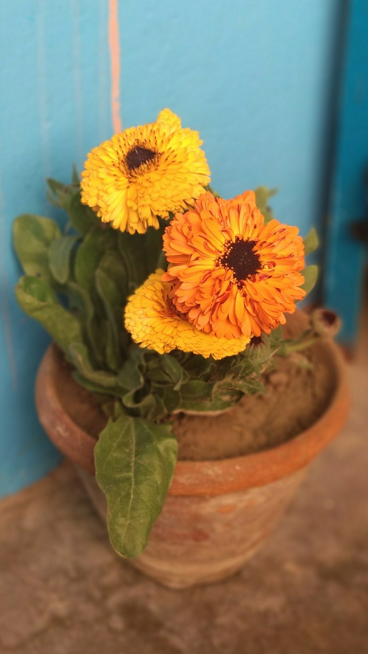 Flower