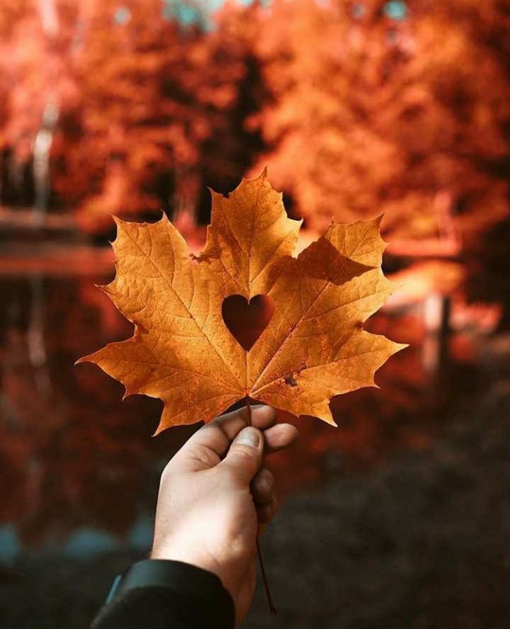 #autumn #leaf #maple #leaves #love #heart