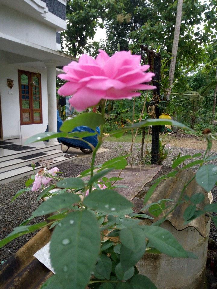 flowers