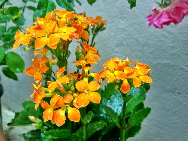 flowers