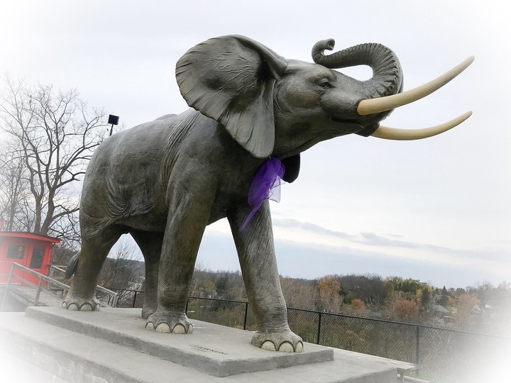 Elephant
