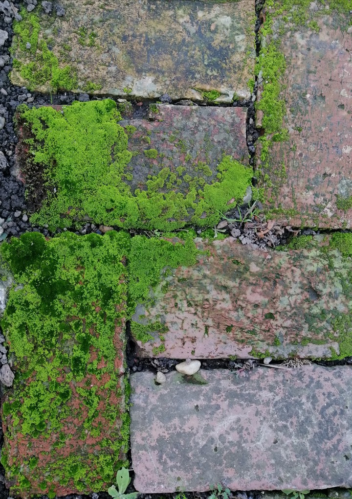 Moss