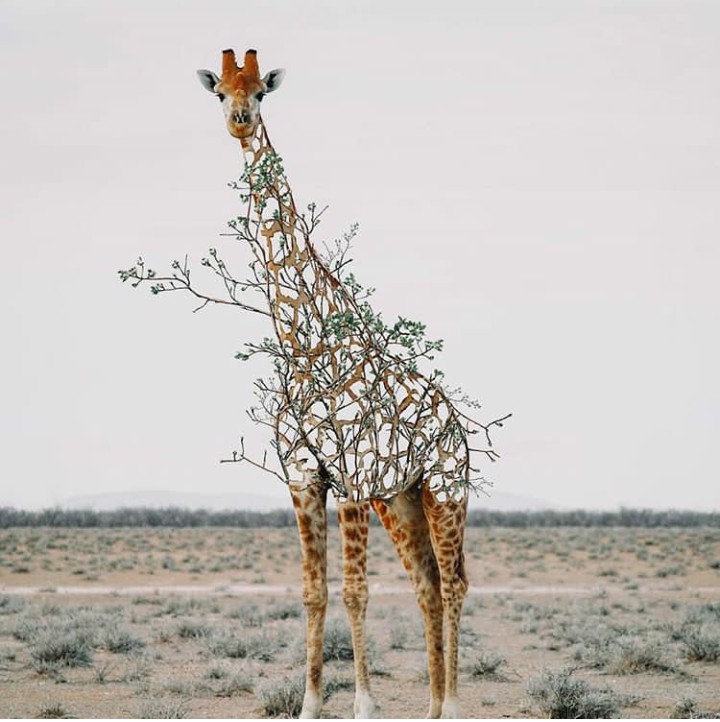 giraffe like a tree