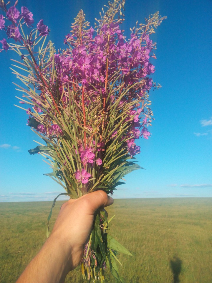 flowers