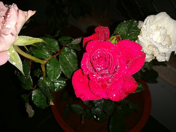 red rose