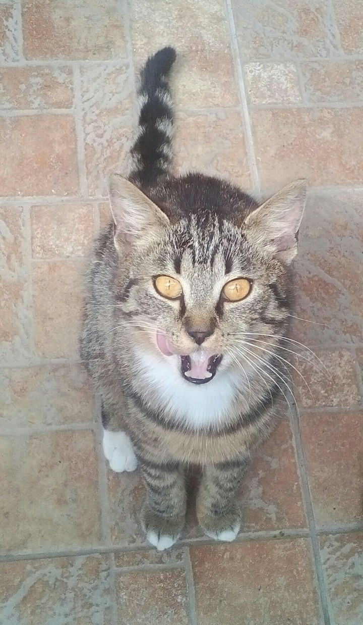 my cat :-)