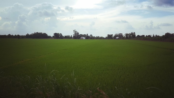Paddy field