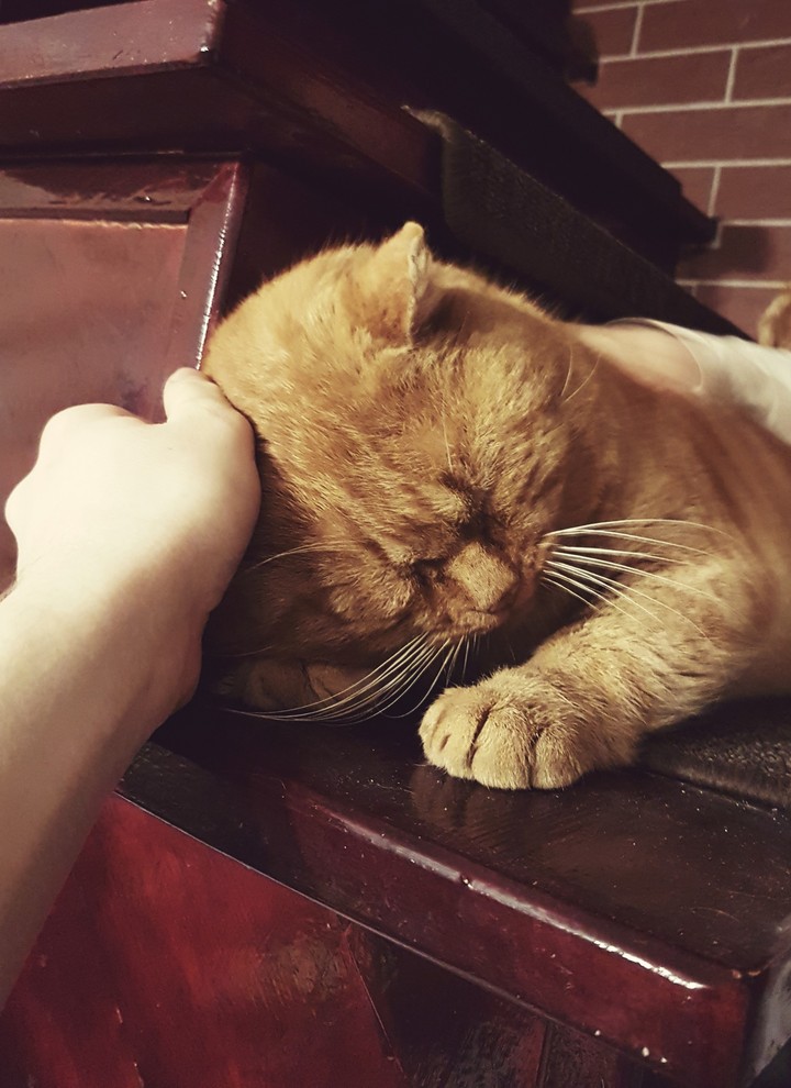 my sweet kitty 2 ;)