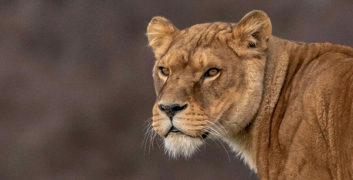 Animal World.